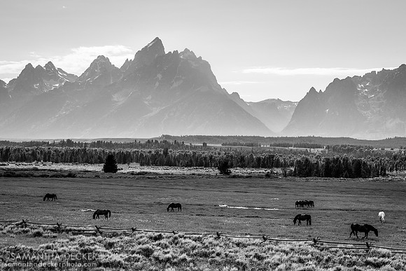 Horses in th Tetons