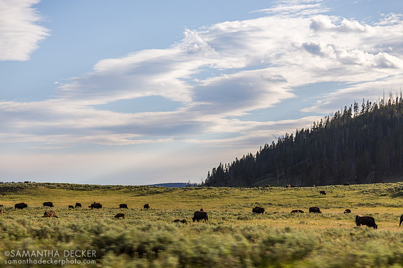 Hayden Valley, Yellowstone National Park