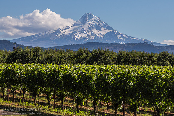 Mount Hood from Hood River, OR
