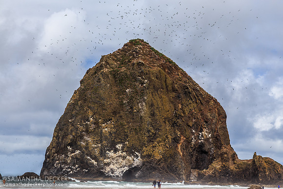 Birds Above Haystack Rock, Cannon Beach, OR