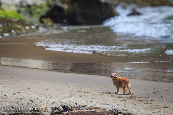 A Dog at the Beach, Oswald West State Park, Oregon