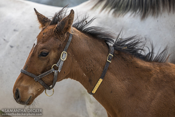 2025 Into Mischief - Streak of Luck colt, full brother to 2025 champion three year old male Ted Noffey