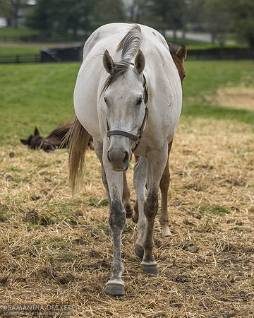 Streak of Luck, dam of 2025 champion three year old male Ted Noffey