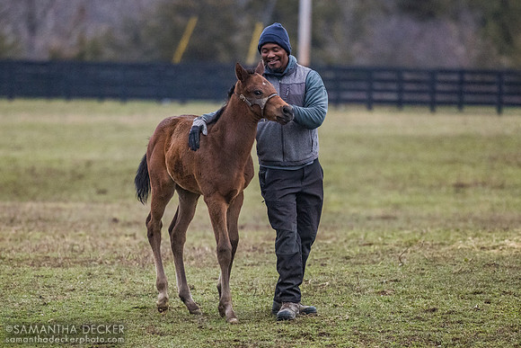 2026 Kingsbarns - Miss Malibu Style filly