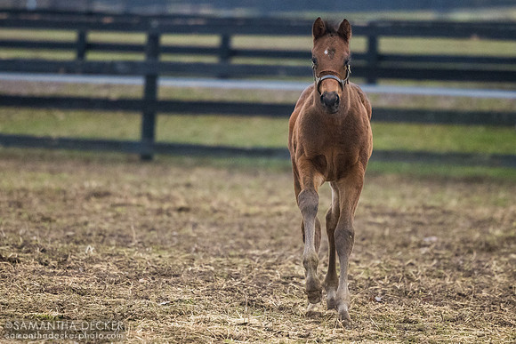 2026 Kingsbarns - Miss Malibu Style filly