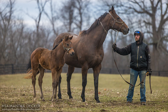 2026 Kingsbarns - Miss Malibu Style filly