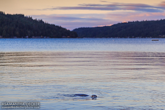 A Seal in the Hood Canal