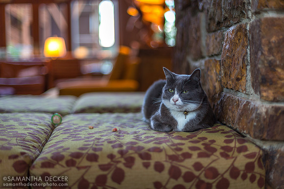 Alder the Cat, Alderbrook Resort, Union, WA