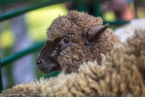 Sheep at 18th Century Day, General Philip Schuyler House
