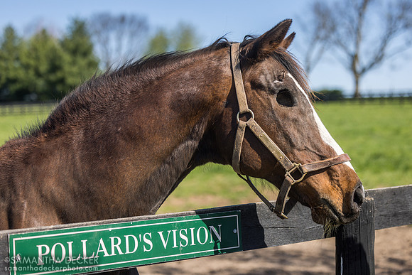 Pollard's Vision, Old Friends, Georgetown, KY, 2025