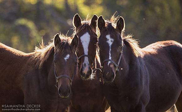 Weanlings at Thirty Year Farm, Saratoga Springs, NY, 2025