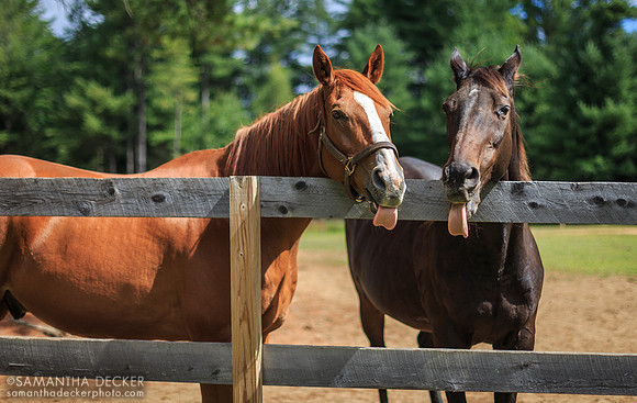 Zippy Chippy and Red Down South