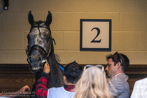 My Boy Prince in the paddock, 2026