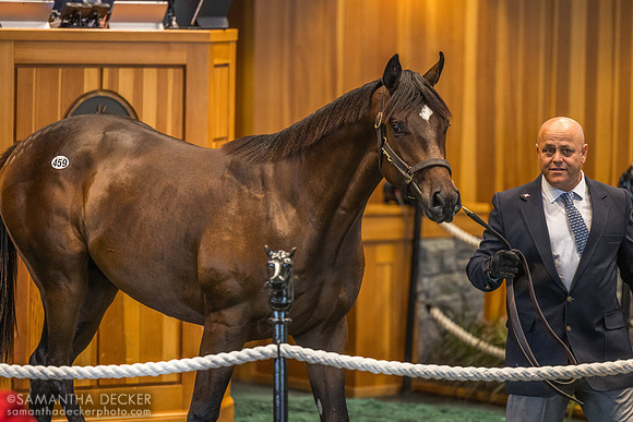 2023 Tacitus-Dreamed to Dream colt