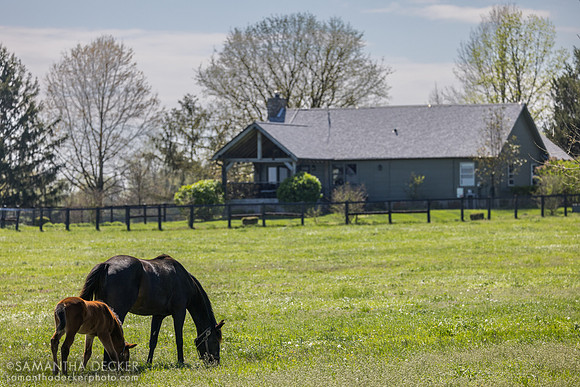 Denali Stud, Paris, KY, 2026