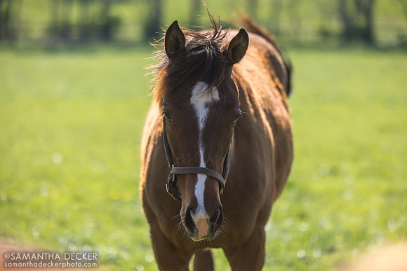 2025 Oscar Performance - Jubilee Bridge filly, Denali Stud, Paris, KY