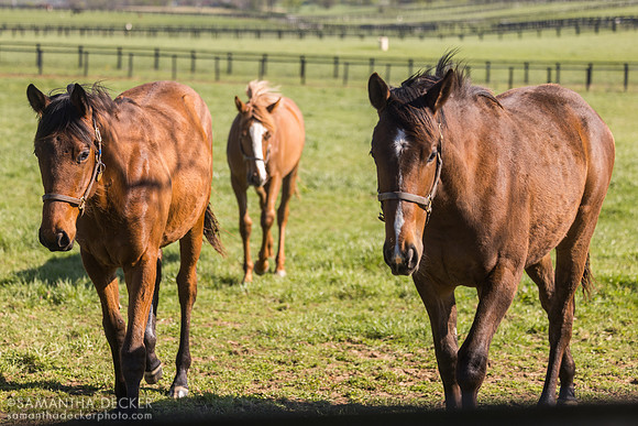 Yearling fillies, Denali Stud, Paris, KY, 2026