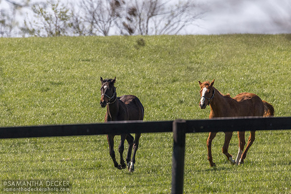 Yearling colts, Denali Stud, Paris, KY, 2026