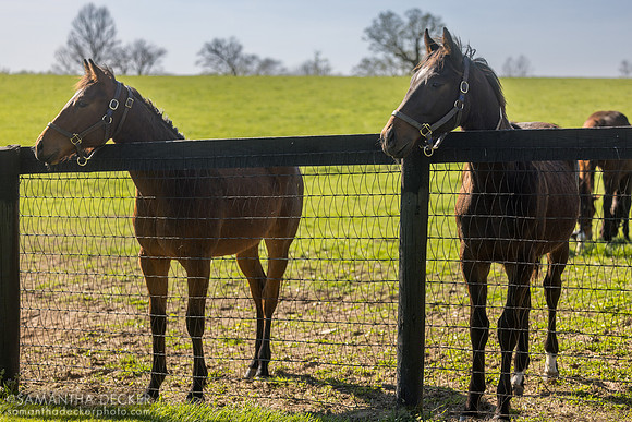 Yearling colts, Denali Stud, Paris, KY, 2026