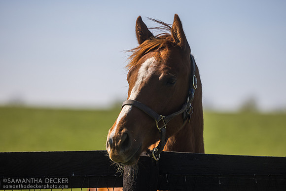 2025 Flightline - Curlin's Catch colt, Denali Stud, Paris, KY