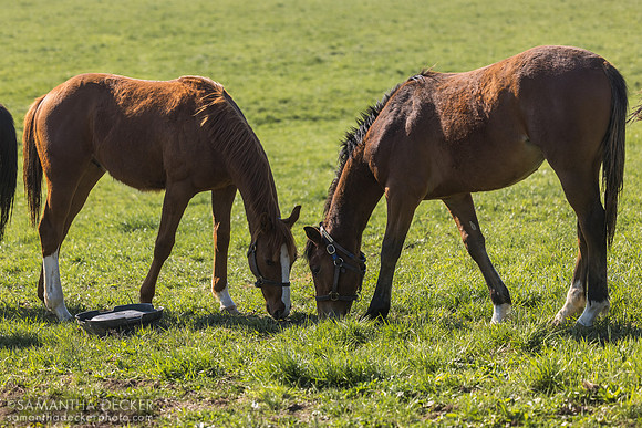 Yearling colts, Denali Stud, Paris, KY, 2026