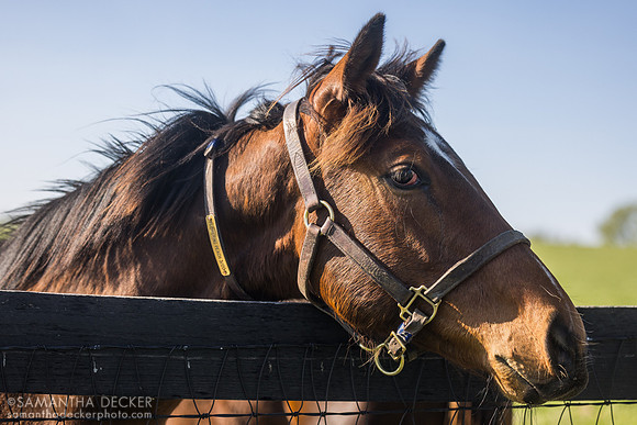 2025 Justify - Flowering Peach colt, full brother to Buchu