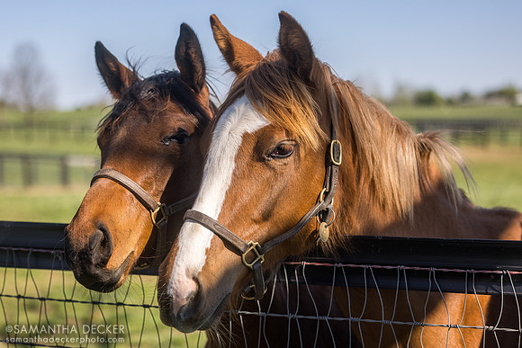 Yearling fillies, Denali Stud, Paris, KY, 2026