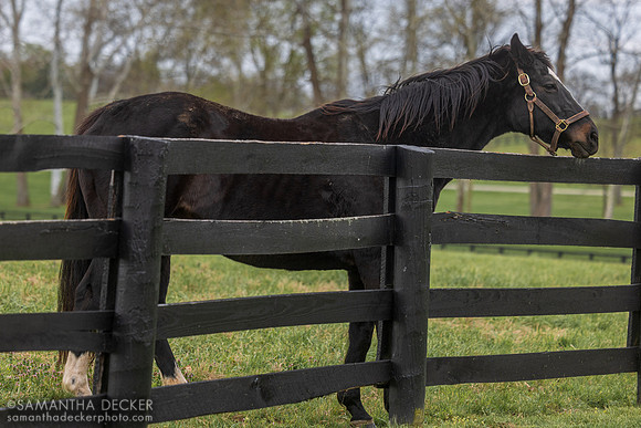 Zenyatta, Lane's End Farm, Versailles, KY