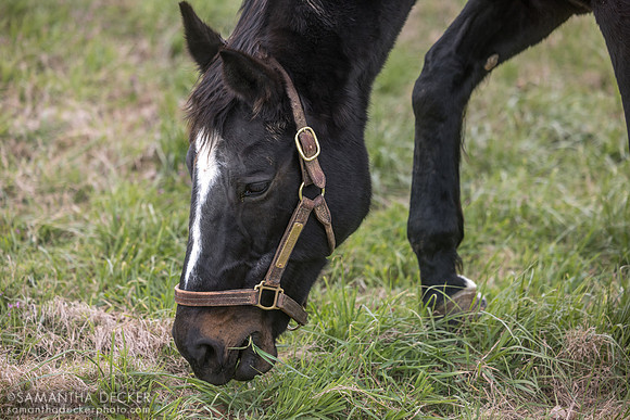 Zenyatta, Lane's End Farm, Versailles, KY