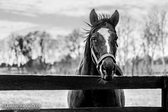 Zenyatta, Lane's End Farm, Versailles, KY