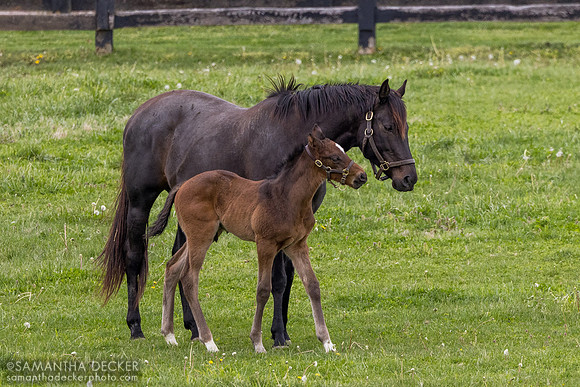 Junipermarshmallow and her 2026 Army Mule colt, Lane's End Farm, Versailles, KY