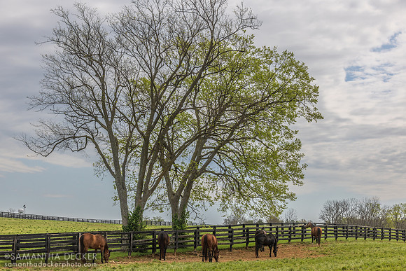 Mares grazing, Lane's End Farm, Versailles, KY