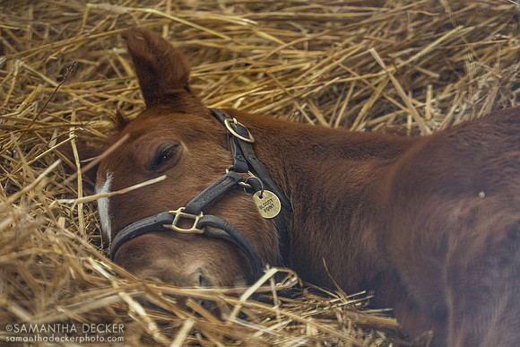 2026 Good Magic - Bloody Point colt, Lane's End Farm, Versailles, KY