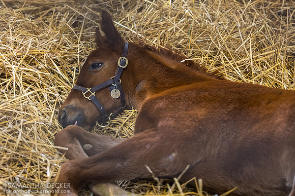 2026 Hard Spun - Canisy filly, Lane's End Farm, Versailles, KY