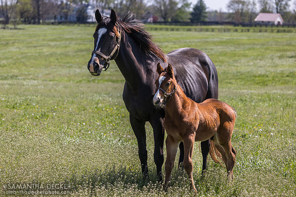 Avery's Dream and her 2026 foal, Denali Stud, Paris, KY