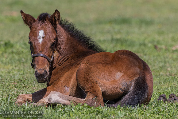 Denali Stud, Paris, KY, 2026
