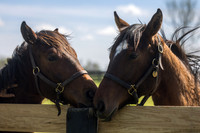 2025 Into Mischief filly out of Munnyfor Ro and Gun Runner filly out of Downtown Mischief, Mill Ridge Farm, Lexington, KY