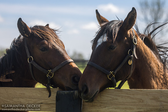 2025 Into Mischief filly out of Munnyfor Ro and Gun Runner filly out of Downtown Mischief, Mill Ridge Farm, Lexington, KY