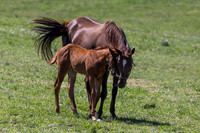 Mill Ridge Farm, Lexington, KY