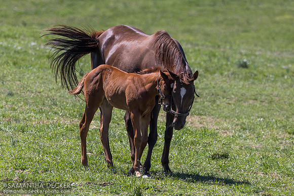 Mill Ridge Farm, Lexington, KY