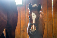 Oscar Performance filly out of Smart Shopping, a half sister to Seize the Grey, Mill Ridge Farm, Lexington, KY
