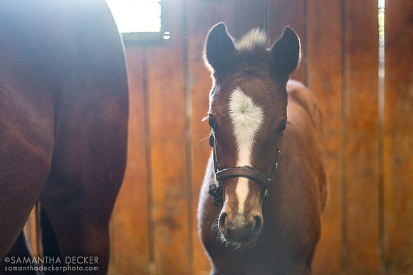 Oscar Performance filly out of Smart Shopping, a half sister to Seize the Grey, Mill Ridge Farm, Lexington, KY