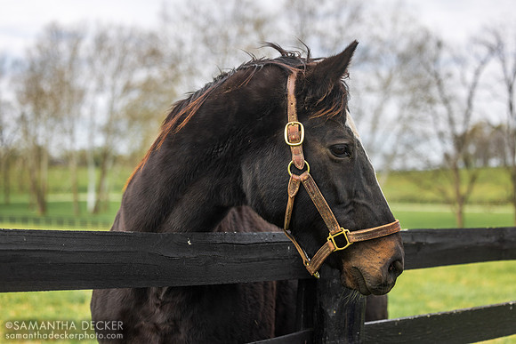 Zenyatta, Lane's End Farm, Versailles, KY