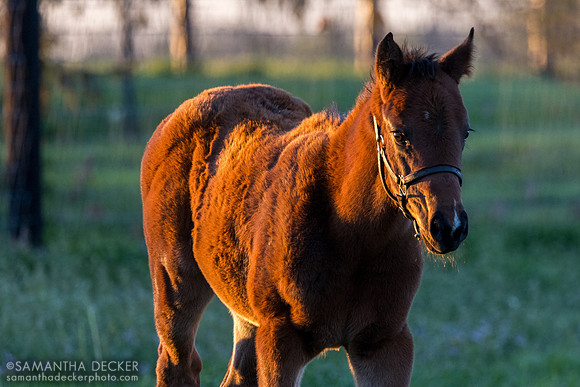 Denali Stud, Paris, KY