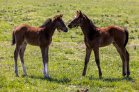 Mill Ridge Farm, Lexington, KY