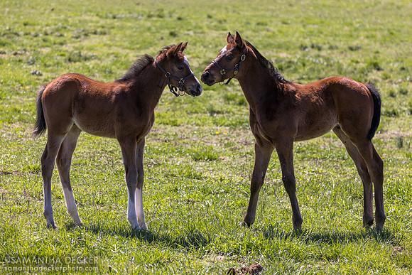 Mill Ridge Farm, Lexington, KY