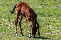 Mill Ridge Farm, Lexington, KY