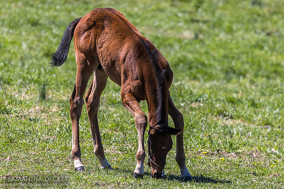 Mill Ridge Farm, Lexington, KY