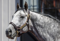 Seize the Grey, Gainesway Farm