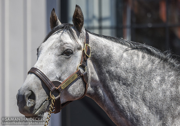 Seize the Grey, Gainesway Farm